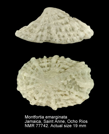 Montfortia emarginata.jpg - Montfortia emarginata(Blainville,1825)